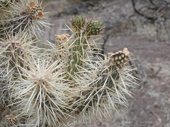 Cylindropuntia multigeniculata