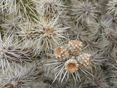 Cylindropuntia multigeniculata