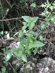 Solena amplexicaulis