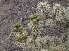 Cylindropuntia multigeniculata
