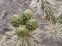 Cylindropuntia multigeniculata