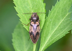 Stropenron hieroglyphica