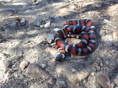 Lampropeltis multifasciata