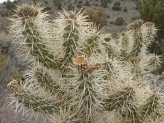 Cylindropuntia multigeniculata