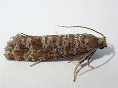 Pseudococcyx turionella