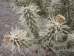 Cylindropuntia multigeniculata