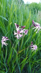 Silene flos-cuculi
