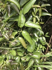 Smilax china