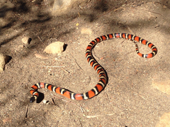 Lampropeltis multifasciata