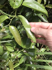 Smilax china