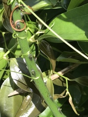 Smilax china