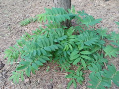 Polygonatum orientale