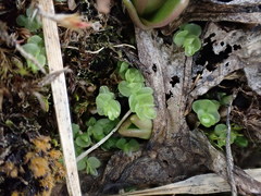 Cyrtomnium hymenophylloides