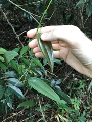 Smilax china
