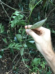 Smilax china