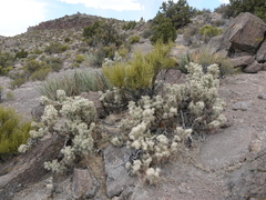 Cylindropuntia multigeniculata