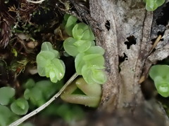 Cyrtomnium hymenophylloides