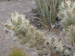 Cylindropuntia multigeniculata