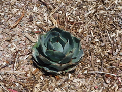 Agave parryi truncata