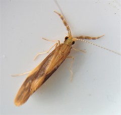 Triaenodes marginatus