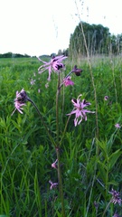 Silene flos-cuculi