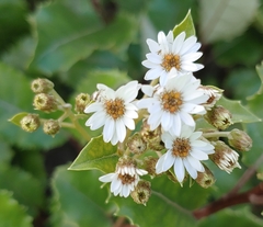 Olearia ilicifolia