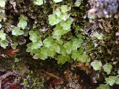 Cyrtomnium hymenophylloides
