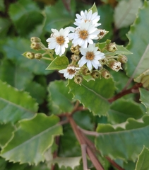 Olearia ilicifolia
