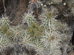Cylindropuntia multigeniculata