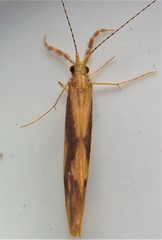 Triaenodes marginatus