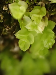 Cyrtomnium hymenophylloides