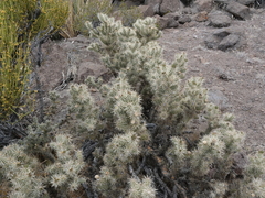 Cylindropuntia multigeniculata