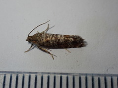 Pseudococcyx turionella