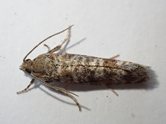 Pseudococcyx turionella