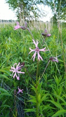 Silene flos-cuculi