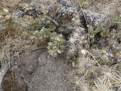 Cylindropuntia multigeniculata