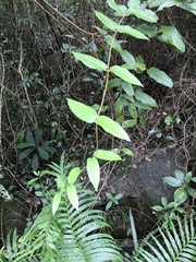 Dioscorea cirrhosa