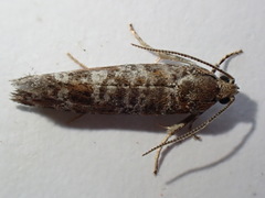 Pseudococcyx turionella