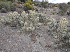 Cylindropuntia multigeniculata