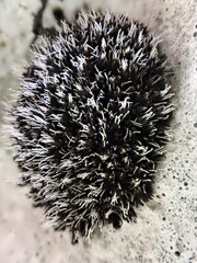 Grimmia tergestina