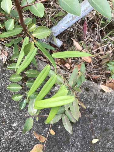 Dioscorea cirrhosa iNat (2)