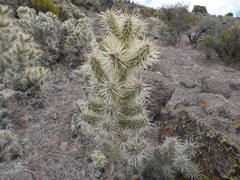 Cylindropuntia multigeniculata