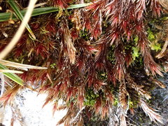 Orthothecium rufescens