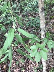 Dioscorea cirrhosa