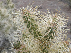 Cylindropuntia multigeniculata