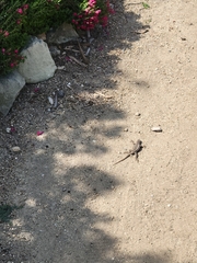 Sceloporus occidentalis