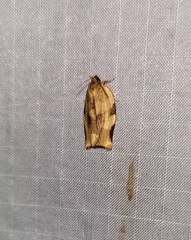 Choristoneura fractivittana