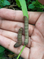 Spodoptera latifascia
