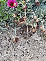 Sceloporus occidentalis