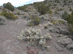 Cylindropuntia multigeniculata